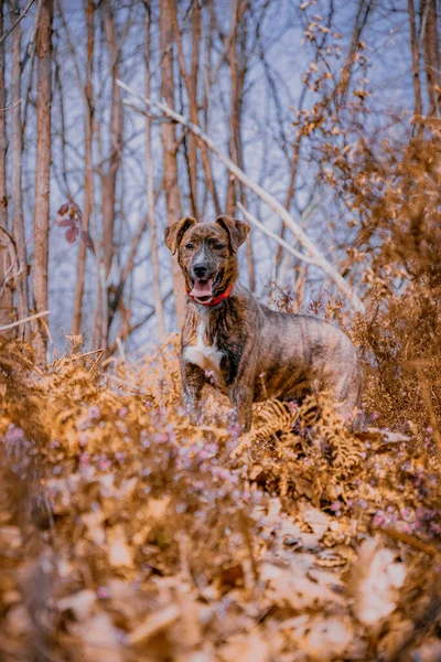 Hund Skogen — Stockfoto