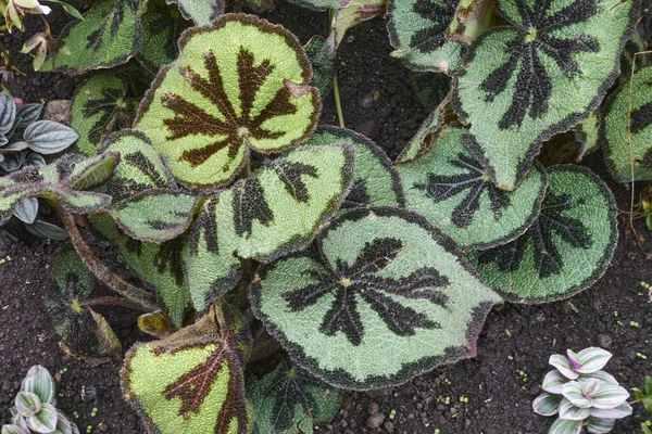 Tembakan Botani Yang Indah Kertas Dinding Alami — Stok Foto