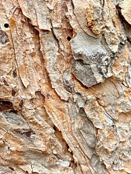 Primo Piano Una Corteccia Albero — Foto Stock