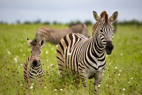 Zebras Savannah Kenya — Stock Photo, Image