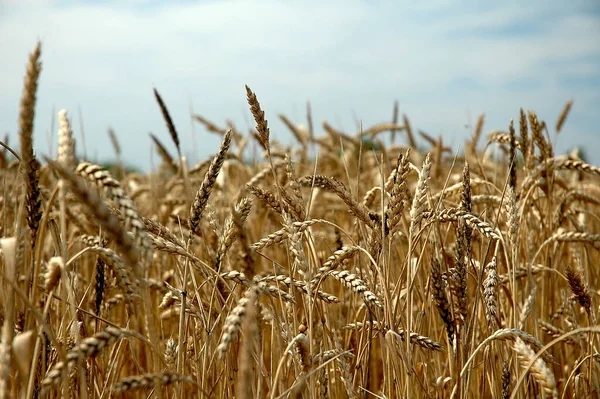Yazın Altın Buğday Tarlası — Stok fotoğraf