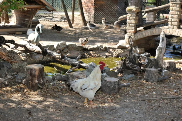 Fehér Kacsák Csoportja Gazdaságban — Stock Fotó
