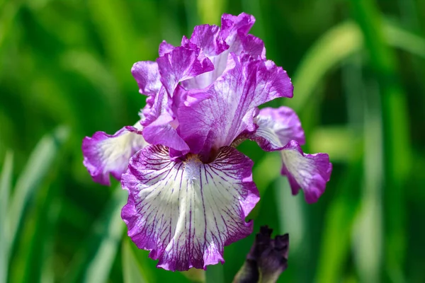Belle Fleur Iris Violet Dans Jardin — Photo
