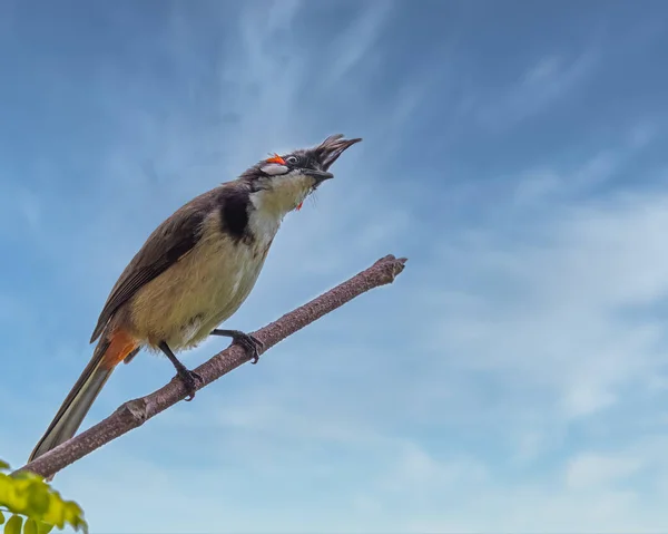 Pássaro Está Sentado Galho Uma Árvore — Fotografia de Stock