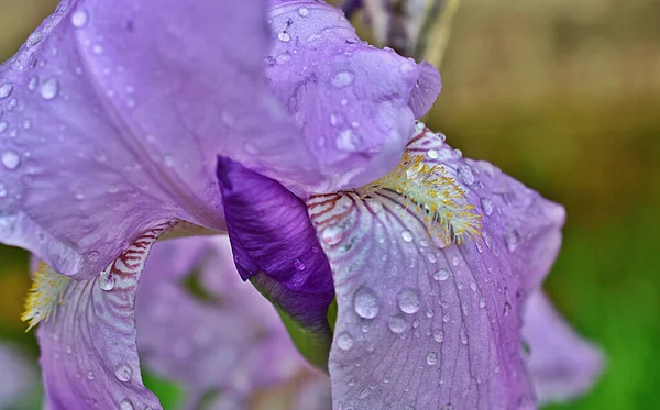 庭で育つ美しい花は — ストック写真