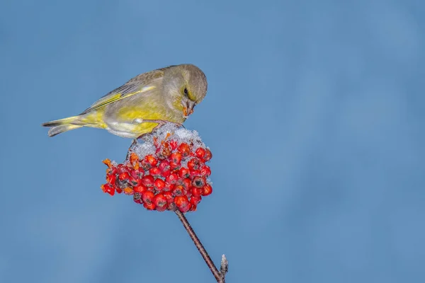 Vogel Auf Einem Ast Eines Baumes — Stockfoto