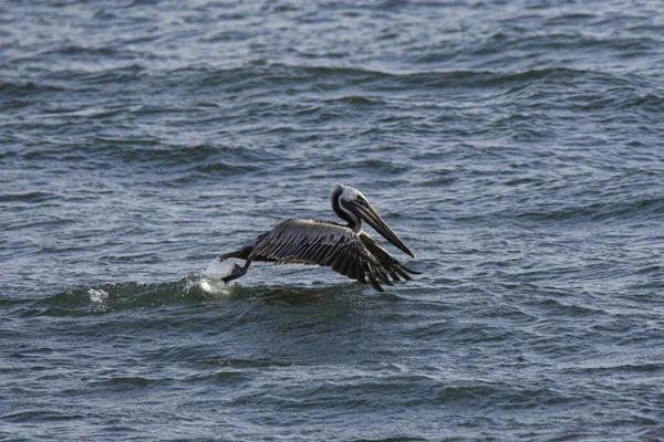 Mouette Dans Mer — Photo