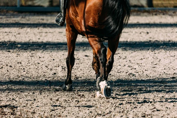 パドックの馬 — ストック写真