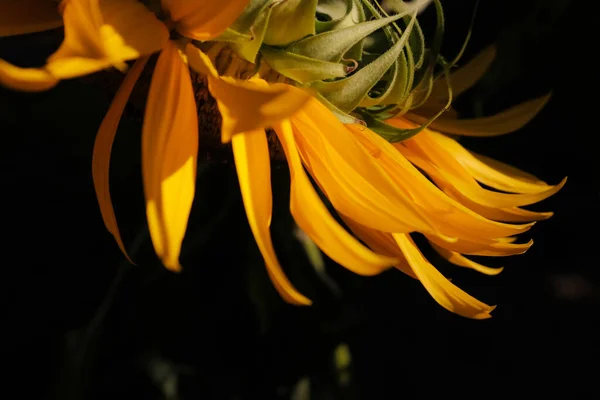 Hermosas Flores Que Crecen Jardín — Foto de Stock