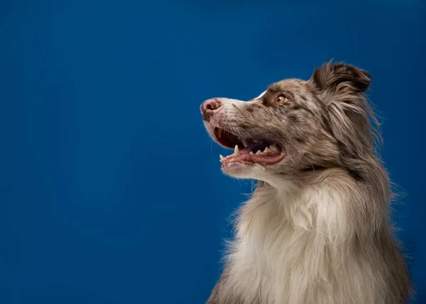 Retrato Lindo Perro — Foto de Stock