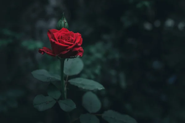庭の美しい赤いバラ — ストック写真