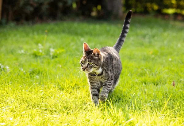 Katze Auf Dem Gras Auf Naturhintergrund — Stockfoto