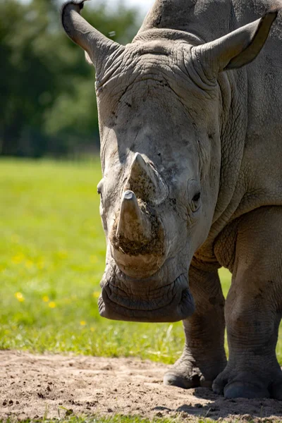 Closeup Shot Rhino Savannah — Stock Photo, Image