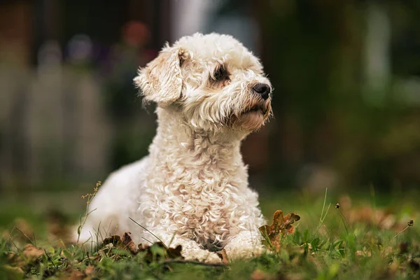 Porträt Eines Süßen Hundes — Stockfoto