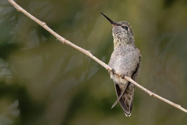 Hermoso Tiro Pájaro Hábitat Natural — Foto de Stock