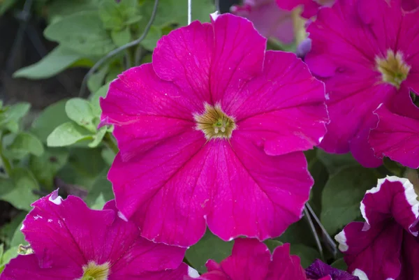 庭の美しいピンクの花 — ストック写真