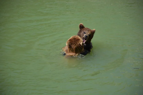 Urso Pardo Água — Fotografia de Stock