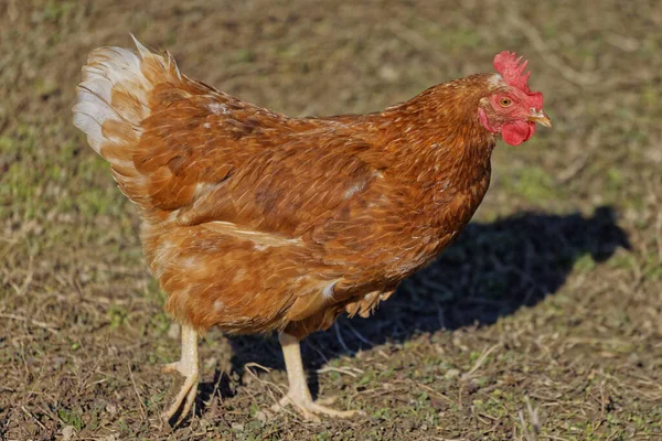 Csirke Gazdaságban — Stock Fotó