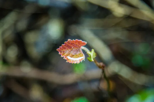 美しい植物画 自然壁紙 — ストック写真