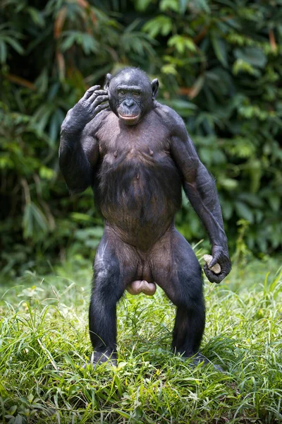 Gorila Habitat Natural — Fotografia de Stock