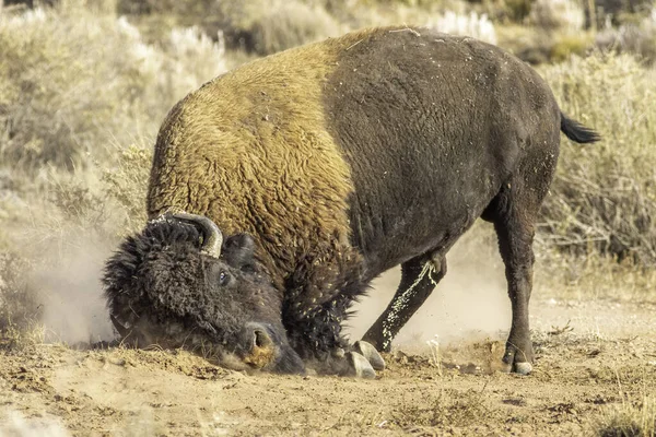 Gros Plan Bison Dans Nature — Photo