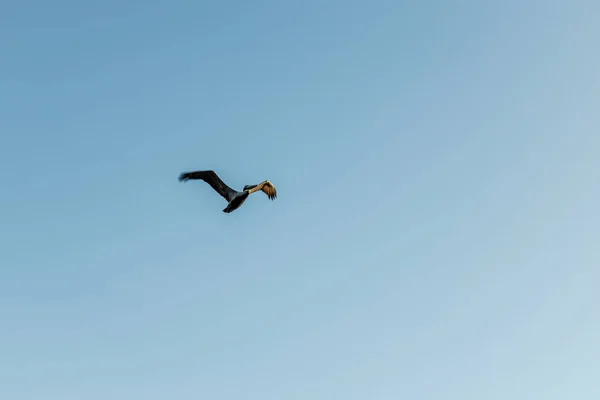 Uma Gaivota Voando Céu — Fotografia de Stock