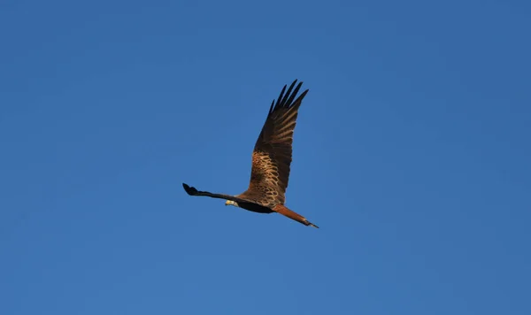 Ein Schöner Vogel Fliegt Den Himmel — Stockfoto