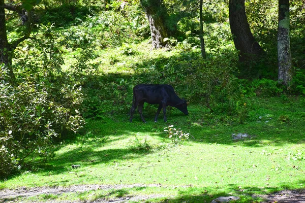 Den Gröna Ängen — Stockfoto