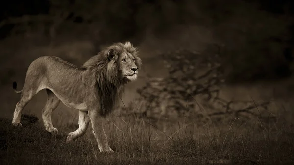 Lion Mâle Dans Herbe — Photo