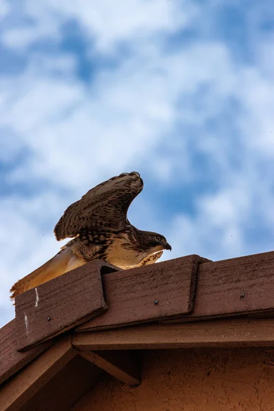 Gros Plan Bel Aigle — Photo