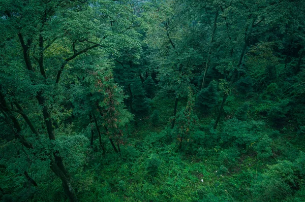 Ormanda Yeşil Yapraklar — Stok fotoğraf