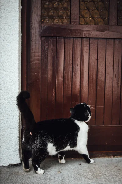 Schwarz Weiß Foto Eines Niedlichen Hundes — Stockfoto