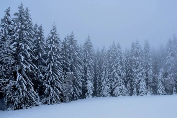 Hermoso Paisaje Invierno Con Árboles Cubiertos Nieve — Foto de Stock