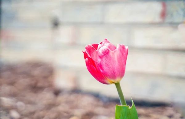 Tulipe Rose Dans Jardin — Photo