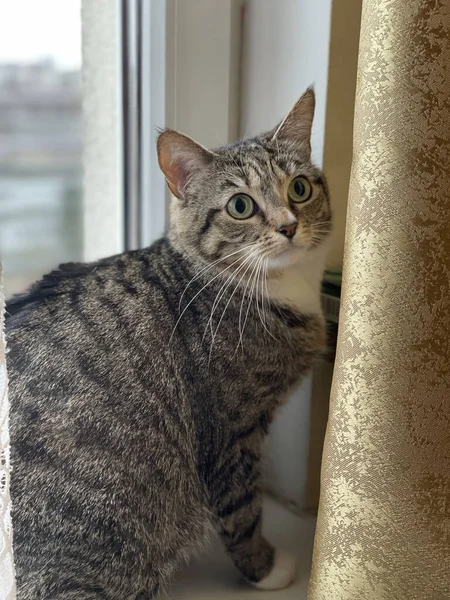 Kočka Okně — Stock fotografie