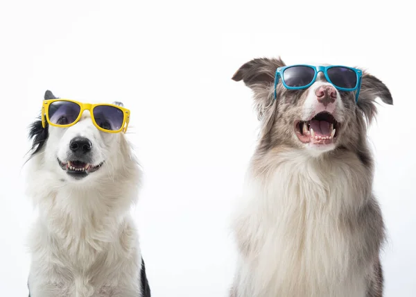 Cães Com Óculos Sol Fundo Branco — Fotografia de Stock