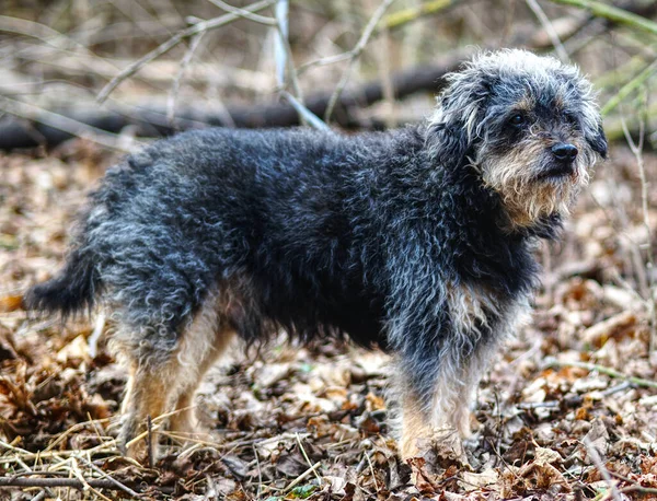 Svart Hund Skogen — Stockfoto