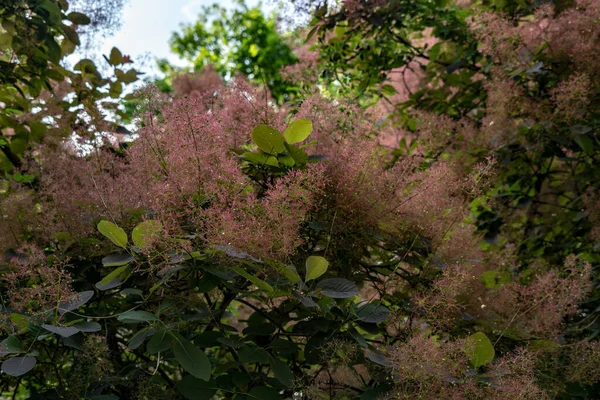 Krásný Botanický Záběr Přírodní Tapety — Stock fotografie