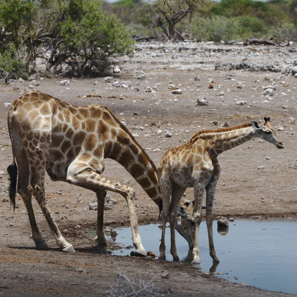 Girafa Zoológico — Fotografia de Stock