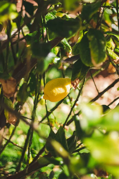 庭に葉のある緑のレモンの木 — ストック写真