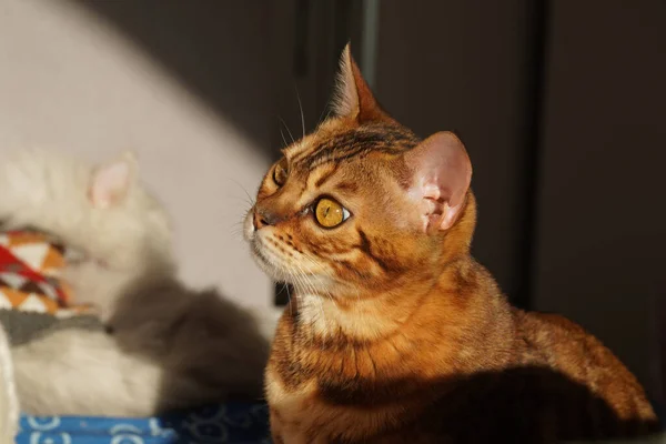 Niedliche Katze Mit Roten Augen — Stockfoto