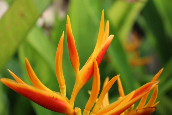 Perto Uma Flor Tropical — Fotografia de Stock