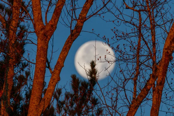 Äste Wald — Stockfoto