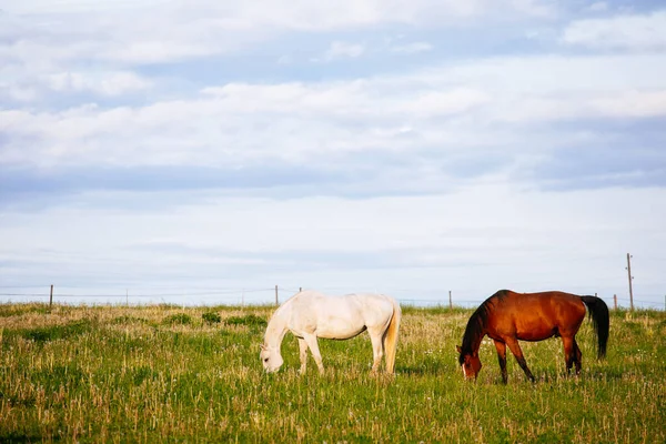 Beautiful Horses Grazing Meadow — Stock Photo, Image