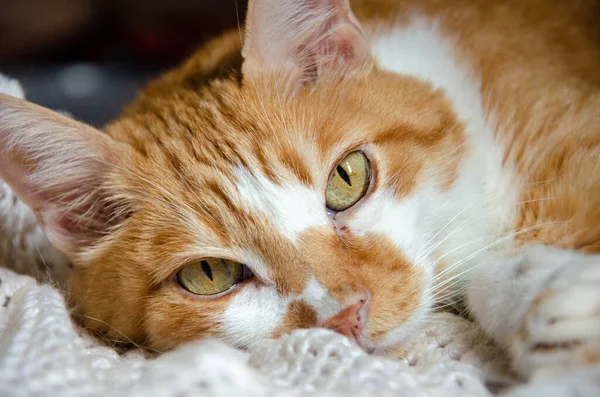 Beyaz Gözlü Kırmızı Kedi — Stok fotoğraf