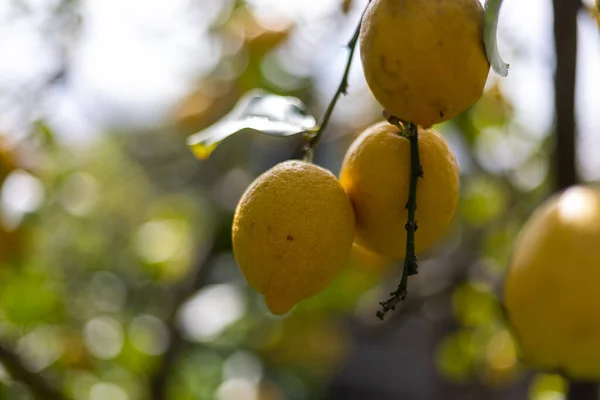 Dojrzałe Owoce Żółte Drzewo — Zdjęcie stockowe