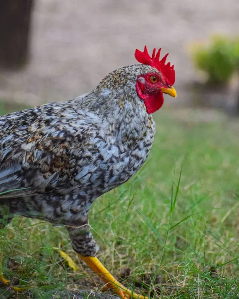 Egy Közelkép Egy Tyúkról — Stock Fotó