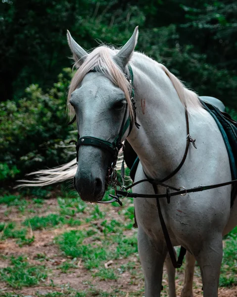 Portret Van Een Prachtig Paard — Stockfoto