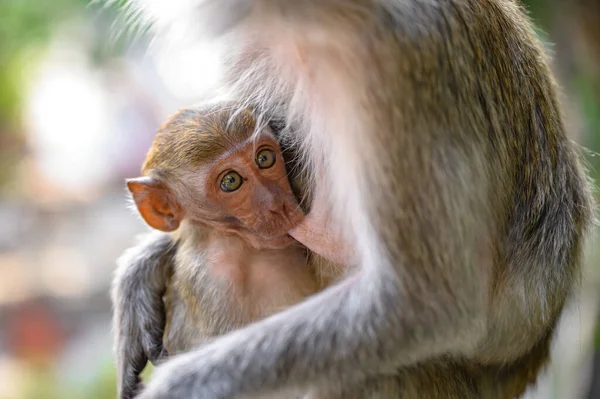 Monyet Taman — Stok Foto