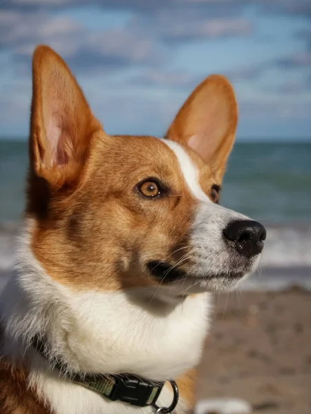 Portrait Cute Dog — Stock Photo, Image